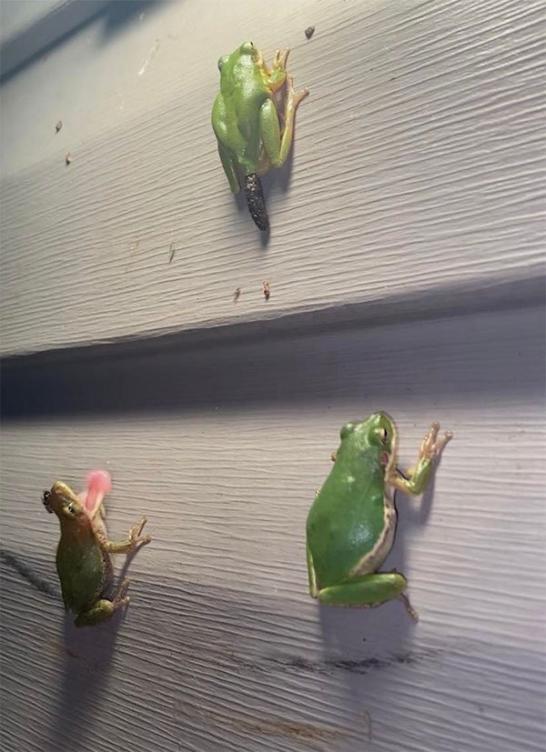 Funny Animals (25 pics)