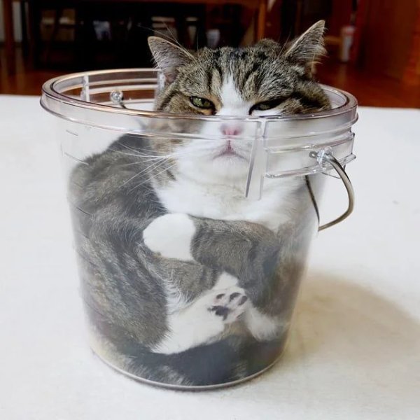 Cute Cats (28 pics)