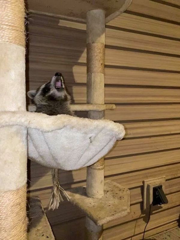 Funny Animals (25 pics)