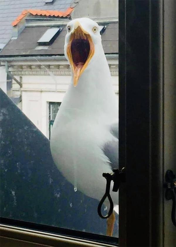 Funny Animals (25 pics)