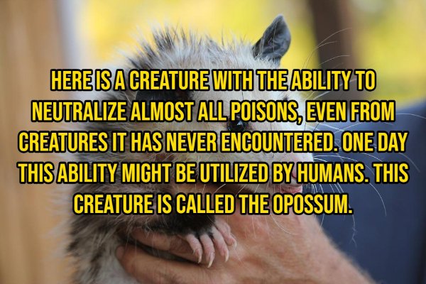 Random Facts (14 pics)