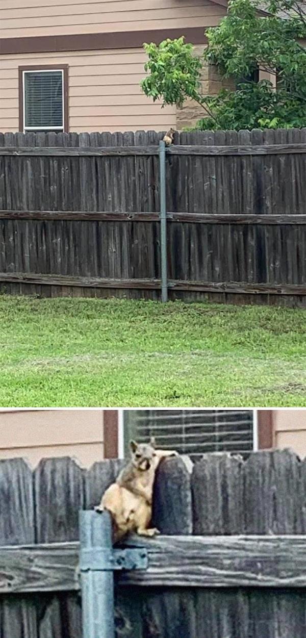 Funny Animals (25 pics)