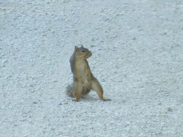 Funny Animals (25 pics)