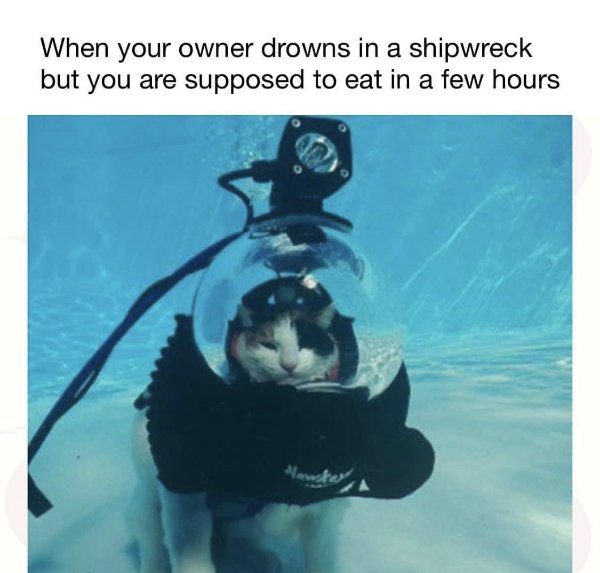 Cute Cats (28 pics)