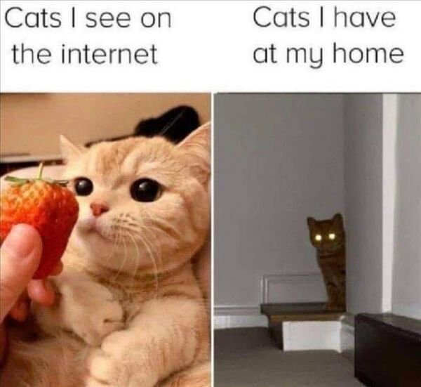Cute Cats (28 pics)