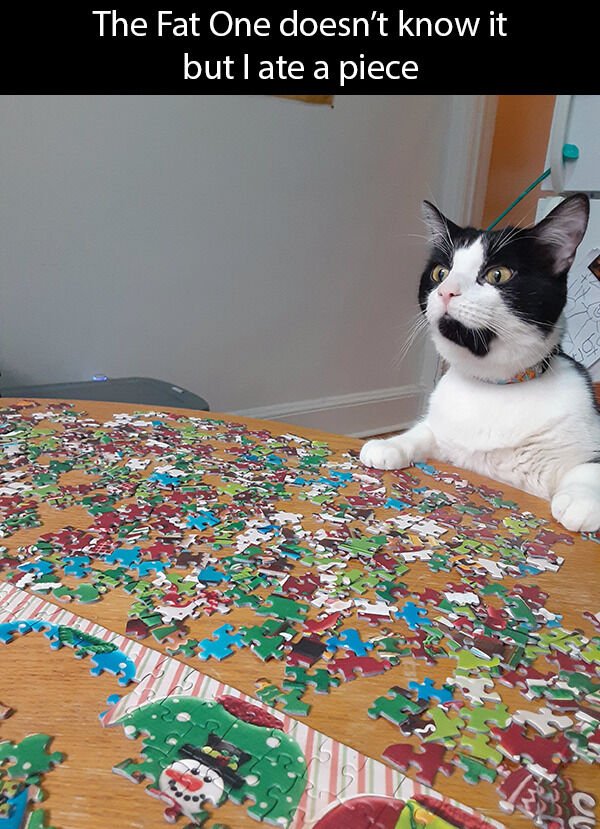 Cute Cats (28 pics)