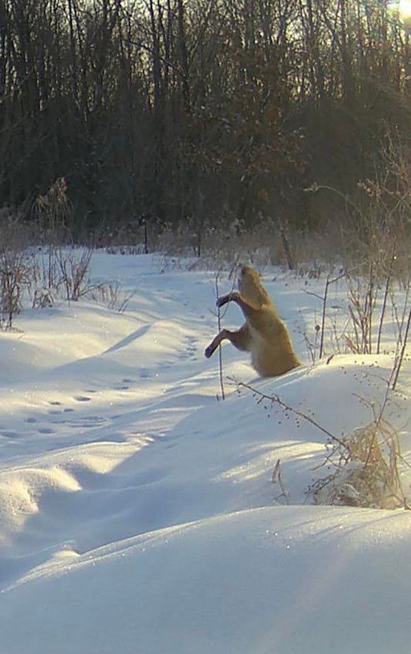 Funny Animals (25 pics)