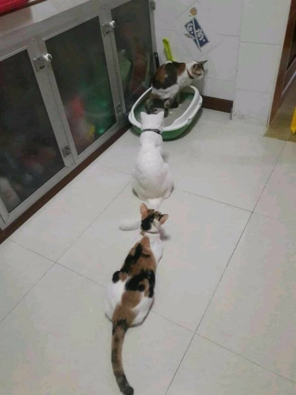 Cute Cats (28 pics)