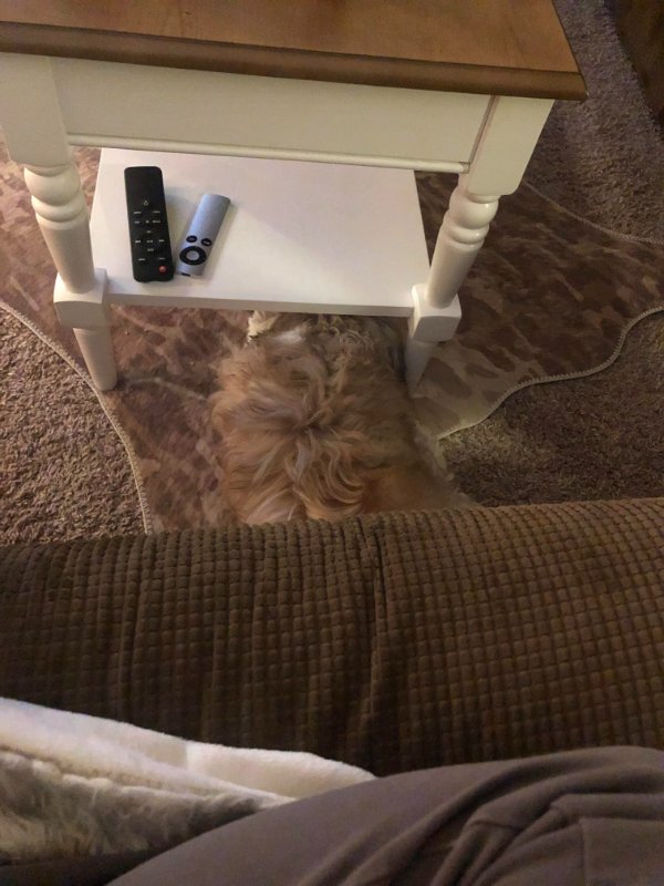 Accidental Camouflage (21 pics)