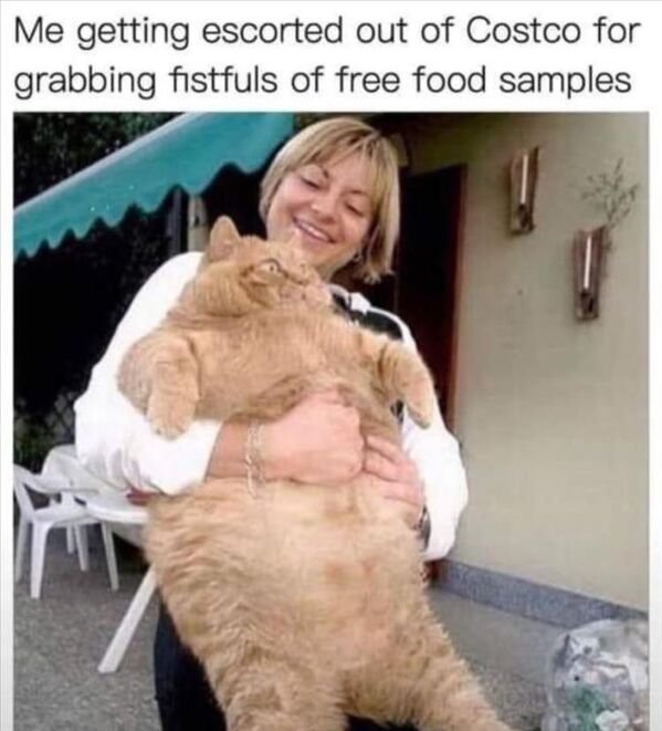 Cute Cats (28 pics)