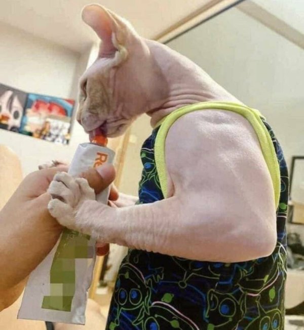 Cute Cats (28 pics)