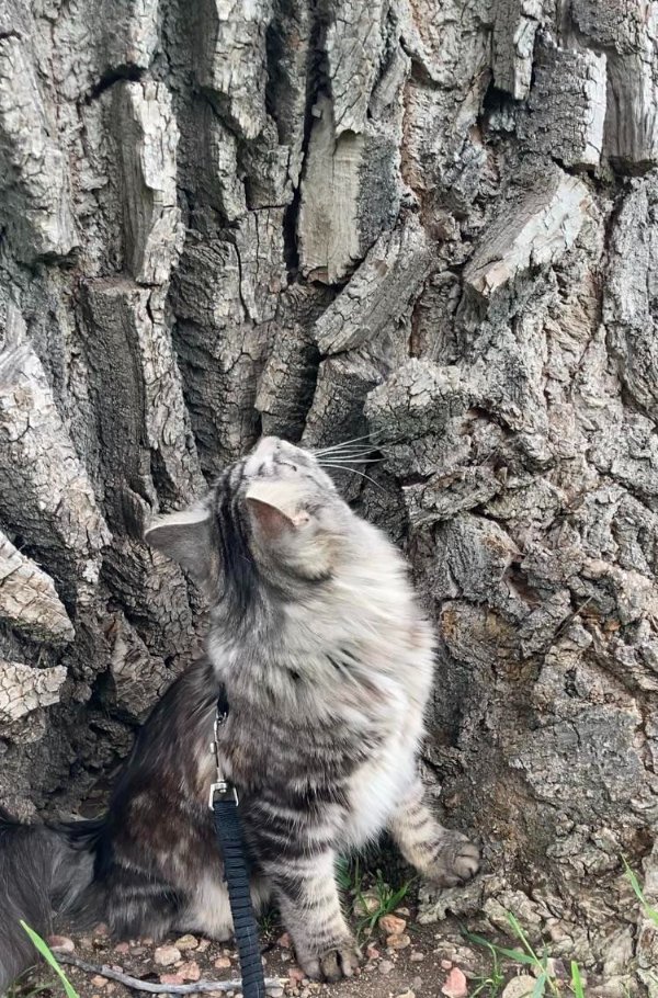 Accidental Camouflage (21 pics)
