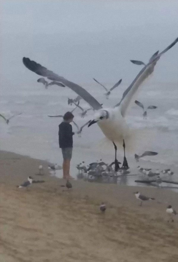 Funny Animals (25 pics)