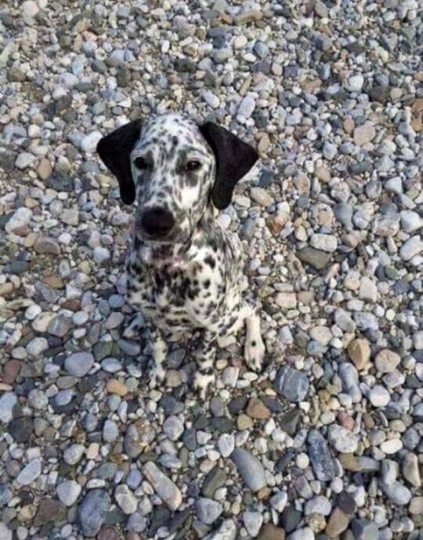 Accidental Camouflage (21 pics)