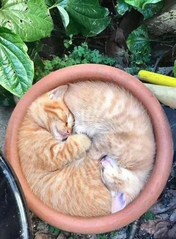 Cute Cats (28 pics)