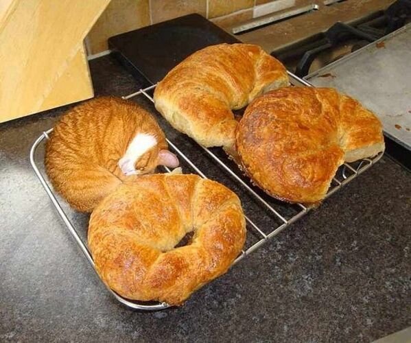 Funny Memes (19 pics)