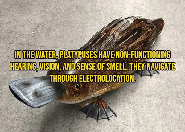 Interesting Facts About Animals (14 pics)