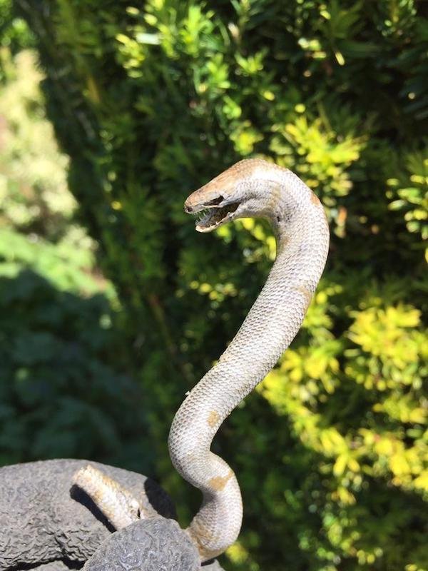 Unusual Finds (19 pics)
