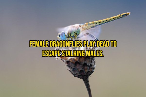 Interesting Facts About Animals (14 pics)