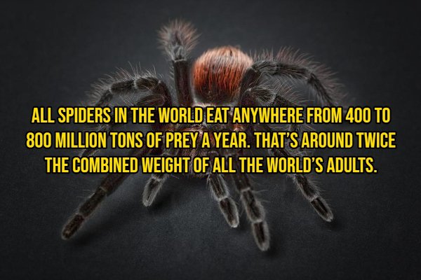 Interesting Facts About Animals (14 pics)