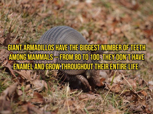 Interesting Facts About Animals (14 pics)