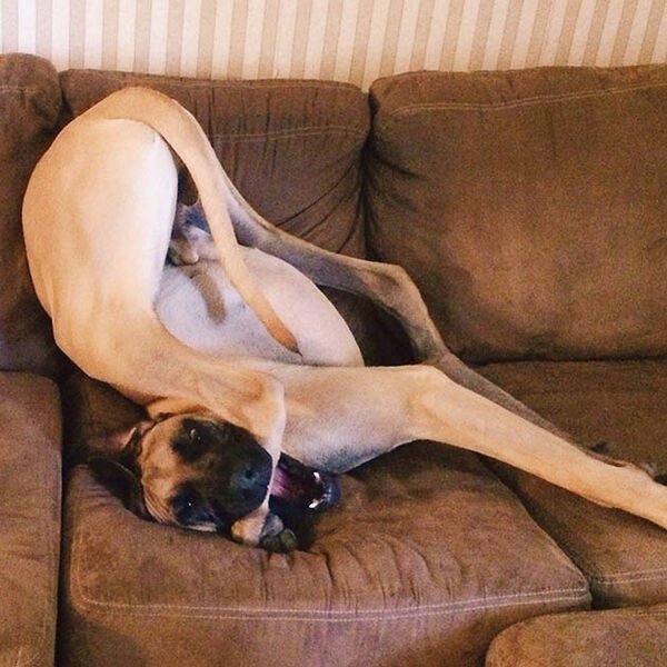 Funny Dogs (29 pics)