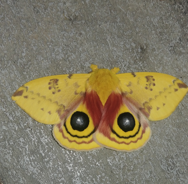 Unusual Finds (19 pics)