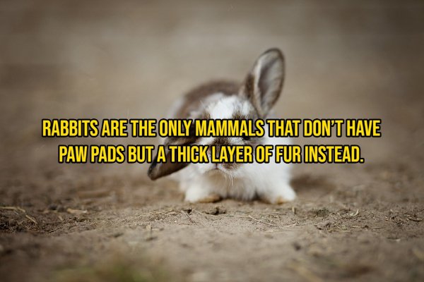 Interesting Facts About Animals (14 pics)