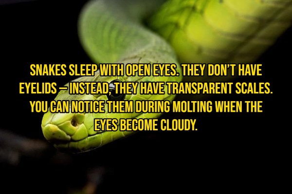 Interesting Facts About Animals (14 pics)