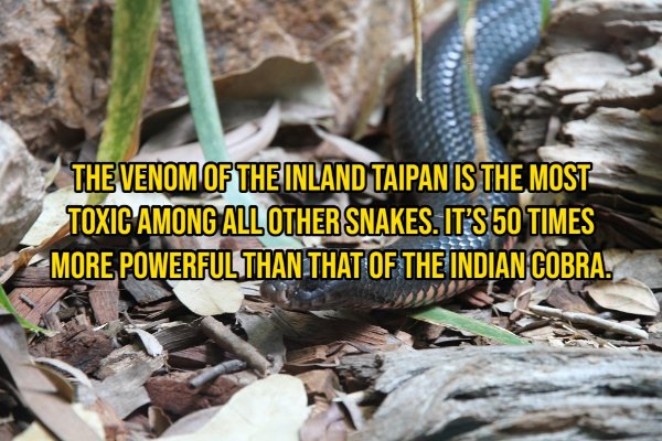 Interesting Facts About Animals (14 pics)