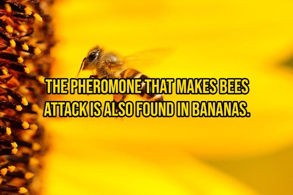 Interesting Facts About Animals (14 pics)