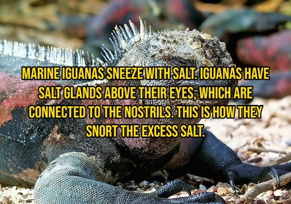 Interesting Facts About Animals (14 pics)