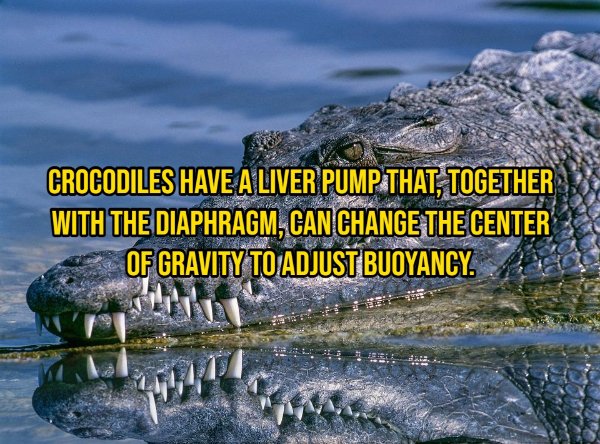 Interesting Facts About Animals (14 pics)