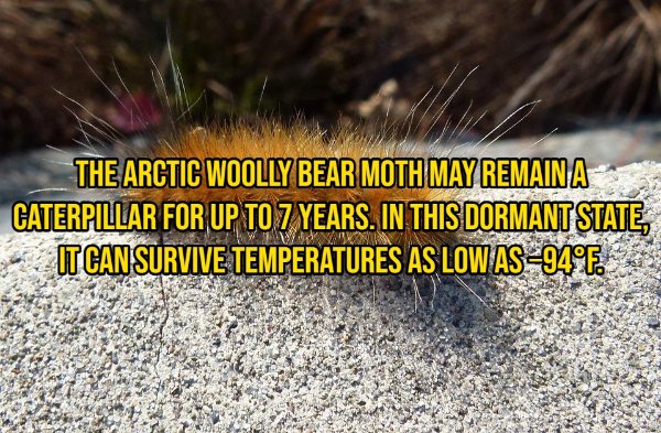 Interesting Facts About Animals (14 pics)