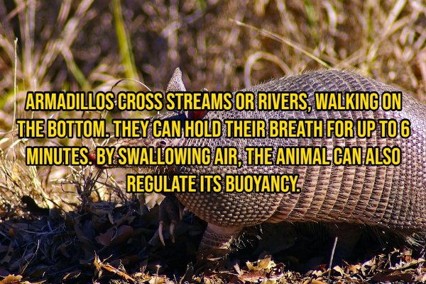 Interesting Facts About Animals (14 pics)