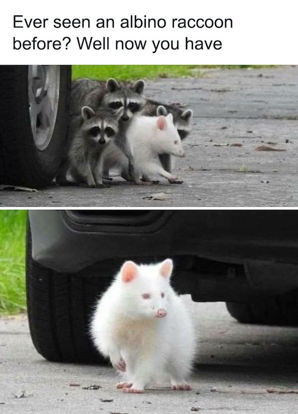 Memes With Animals (28 pics)
