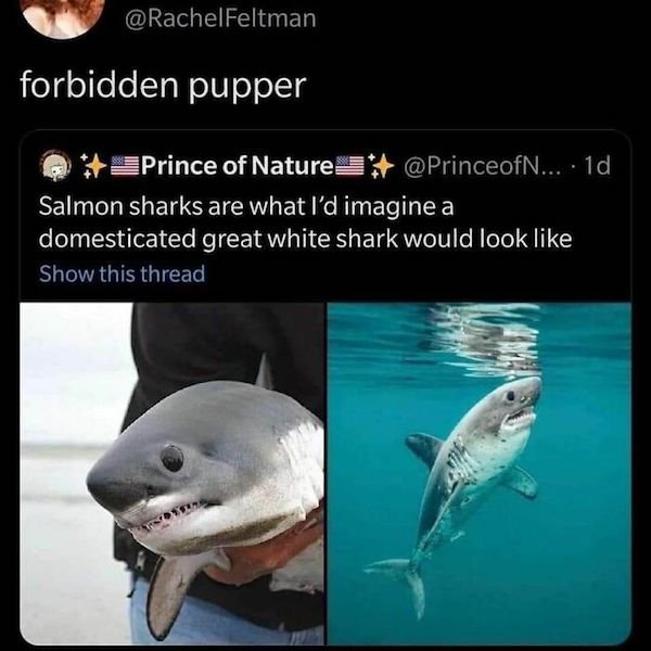 Memes With Animals (28 pics)