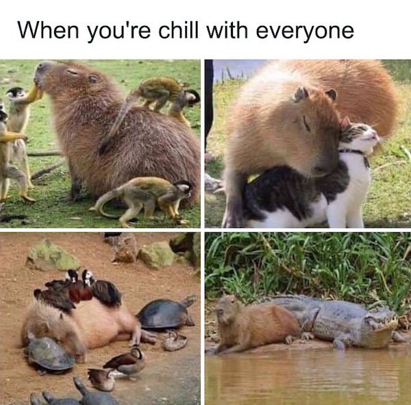 Memes With Animals (28 pics)