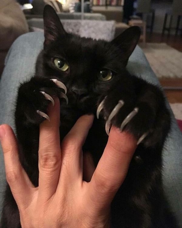 Memes With Animals (28 pics)