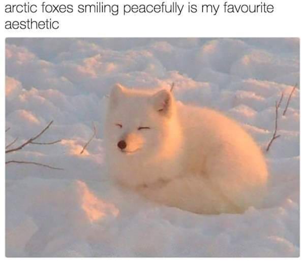 Memes With Animals (28 pics)