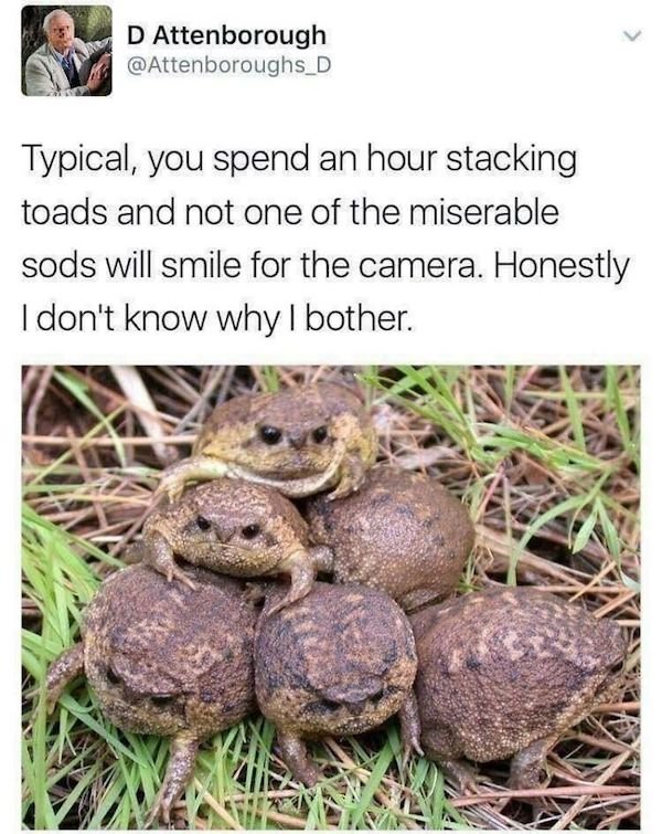 Memes With Animals (28 pics)