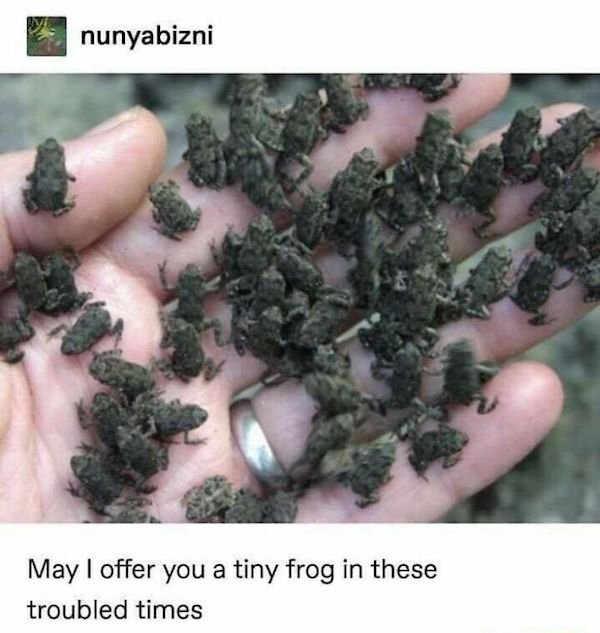 Memes With Animals (28 pics)