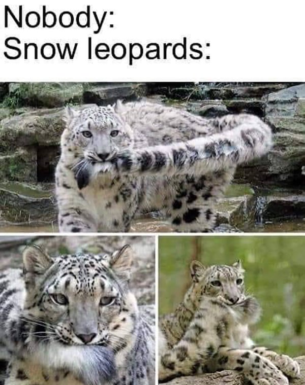 Memes With Animals (28 pics)
