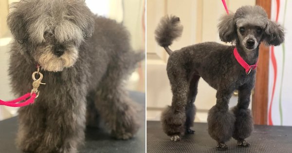 Animals Before And After Grooming (25 pics)