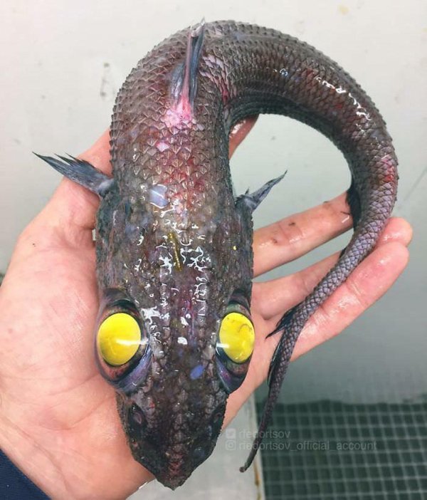 Amazing Finds In The Deep Sea (30 pics)