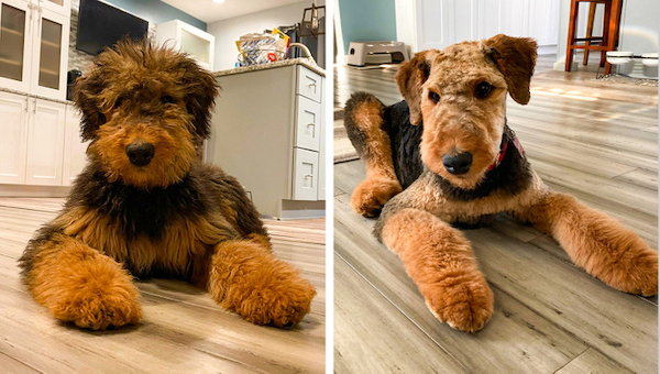 Animals Before And After Grooming (25 pics)