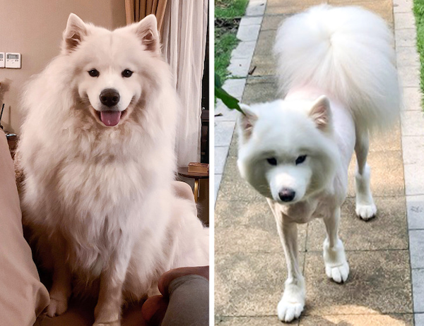 Animals Before And After Grooming (25 pics)