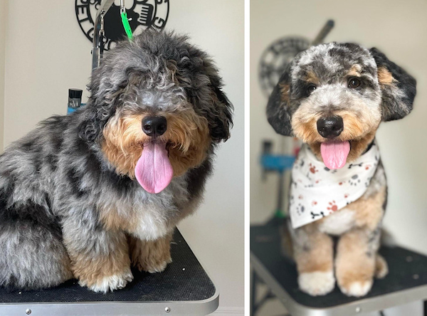 Animals Before And After Grooming (25 pics)