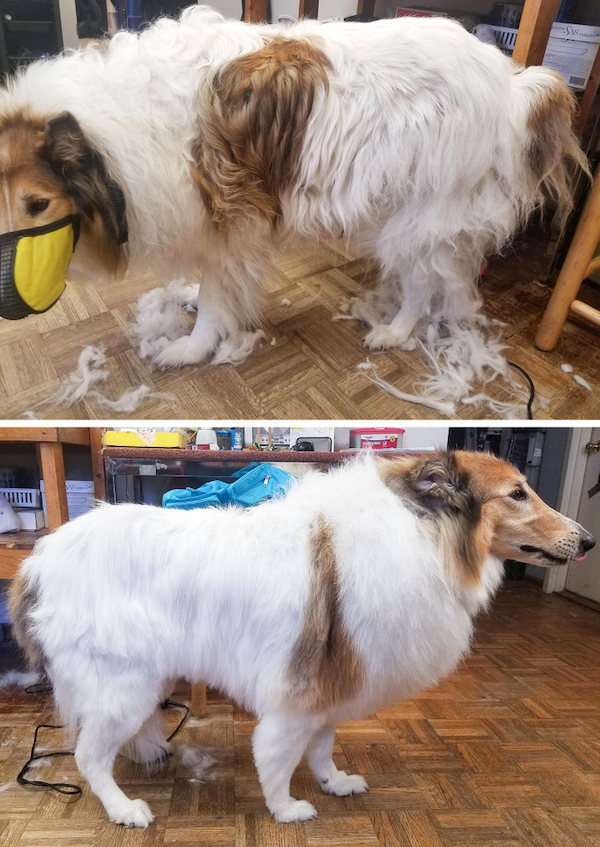 Animals Before And After Grooming (25 pics)