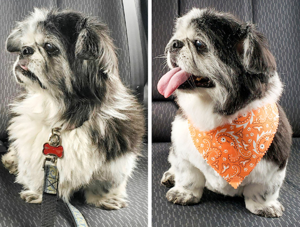 Animals Before And After Grooming (25 pics)